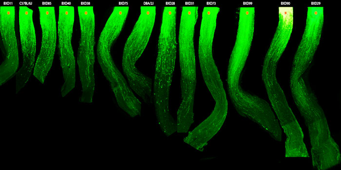 ONC sttains Geisert Lab